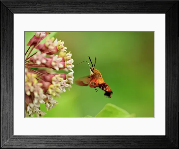 Framed Print : Hummingbird Clearwing Moth (Hemaris thysbe) nectaring on Common Milkweed (Asclepias syriaca), Greater Sudbury (Lively), Ontario, Canada Framed Print : Hummingbird Clearwing Moth (Hemaris thysbe) nectaring on Common Milkweed (Asclepias syriaca), Greater Sudbury (Lively), Ontario, Canada