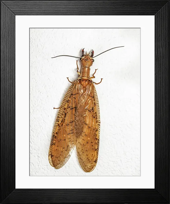 Framed Print : Dobsonfly (Corydalus luteus), Turrialba, Cartago, Costa Rica Framed Print : Dobsonfly (Corydalus luteus), Turrialba, Cartago, Costa Rica