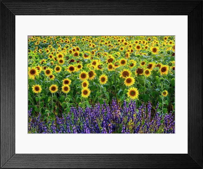 Framed Print : Plateau de Valensole, Lavender and sunflower Fields, Provence, Alpes Cotes d'Azur, France Framed Print : Plateau de Valensole, Lavender and sunflower Fields, Provence, Alpes Cotes d'Azur, France