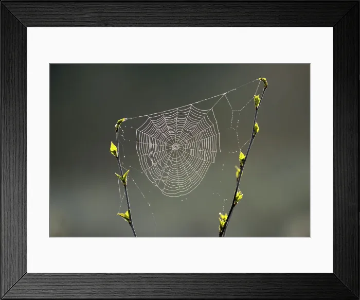 Framed Print : Orb-weaver spider web in a birch sapling in early spring, Greater Sudbury, Ontario, Canada Framed Print : Orb-weaver spider web in a birch sapling in early spring, Greater Sudbury, Ontario, Canada