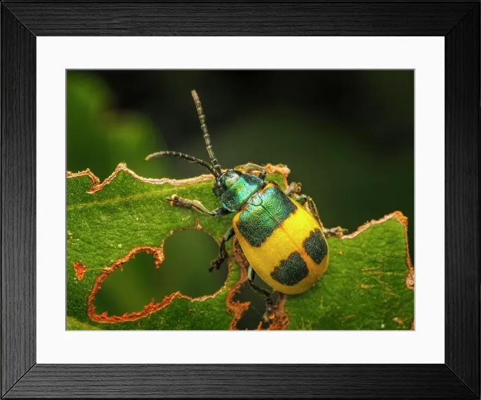Framed Print : Leaf Beetle (Monocesta ducalis), Turrialba, Cartago, Costa Rica Framed Print : Leaf Beetle (Monocesta ducalis), Turrialba, Cartago, Costa Rica