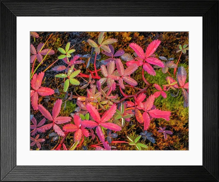 Framed Print : Marsh Cinquefoil (Comarum palustre) in autumn, Nunavik, Quebec, Canada Framed Print : Marsh Cinquefoil (Comarum palustre) in autumn, Nunavik, Quebec, Canada