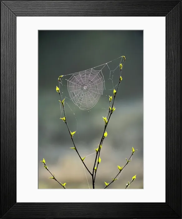Framed Print : Orb-weaver spider web in a birch sapling in early spring, Greater Sudbury, Ontario, Canada Framed Print : Orb-weaver spider web in a birch sapling in early spring, Greater Sudbury, Ontario, Canada