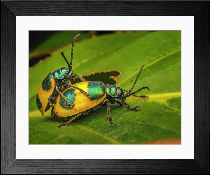Framed Print : Leaf Beetle (Monocesta ducalis), Turrialba, Cartago, Costa Rica Framed Print : Leaf Beetle (Monocesta ducalis), Turrialba, Cartago, Costa Rica
