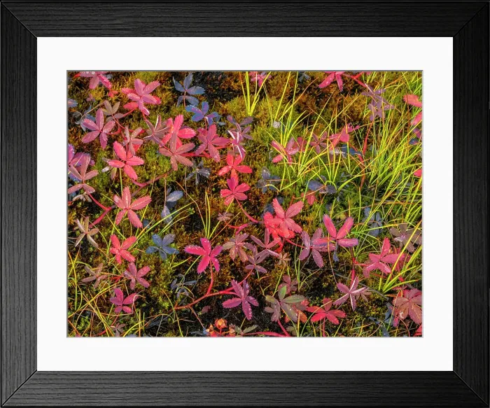 Framed Print : Marsh Cinquefoil (Comarum palustre) in autumn, Nunavik, Quebec, Canada Framed Print : Marsh Cinquefoil (Comarum palustre) in autumn, Nunavik, Quebec, Canada