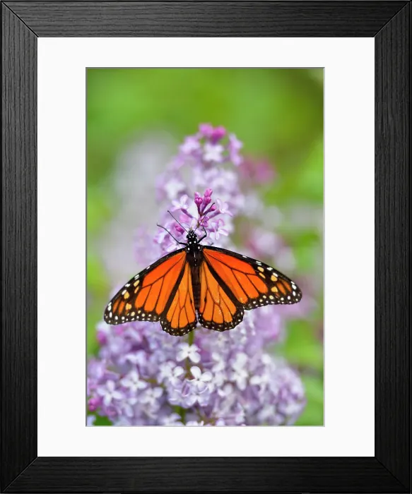 Framed Print : Butterfly, Ontario, Canada Framed Print : Butterfly, Ontario, Canada