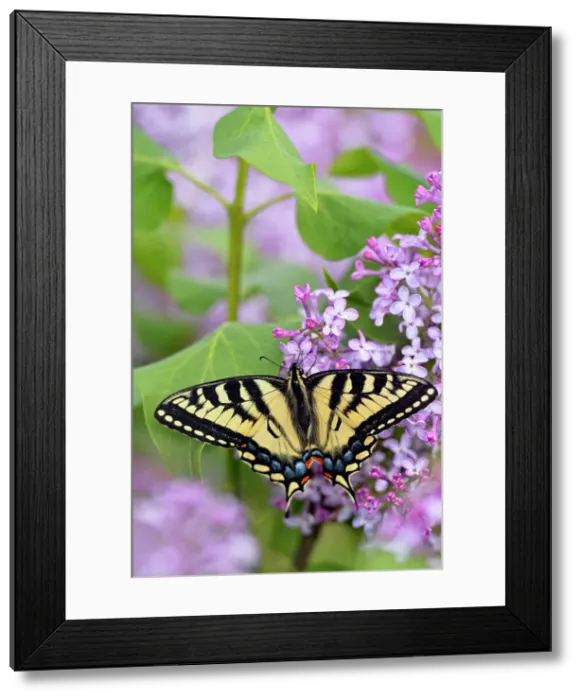 Framed Print : Canadian tiger swallowtail (Papilio Canadensis) nectaring lilac flowers, Greater Sudbury (Lively), Ontario, Canada Framed Print : Canadian tiger swallowtail (Papilio Canadensis) nectaring lilac flowers, Greater Sudbury (Lively), Ontario, Canada