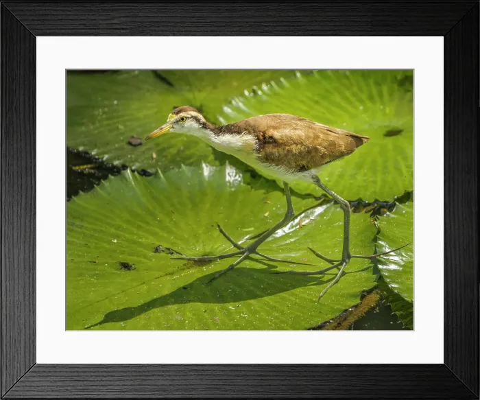 Framed Print : Northern Jacana (Jacana spinosa) juvenile, Turrialba, Cartago, Costa Rica Framed Print : Northern Jacana (Jacana spinosa) juvenile, Turrialba, Cartago, Costa Rica
