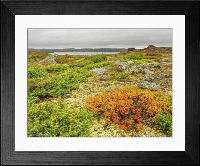 Framed Print : Tundra habitat with Wolf Lake in the distance in Nunavik, Quebec, Canada Framed Print : Tundra habitat with Wolf Lake in the distance in Nunavik, Quebec, Canada