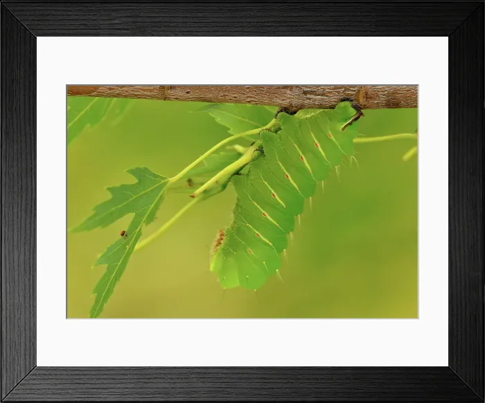 Framed Print : Polyphemus Moth (Antheraea polyphemus) Caterpillar in Manitoba maple tree, Greater Sudbury (Lively), Ontario, Canada Framed Print : Polyphemus Moth (Antheraea polyphemus) Caterpillar in Manitoba maple tree, Greater Sudbury (Lively), Ontario, Canada