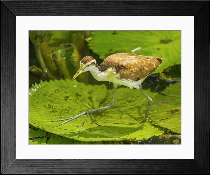 Framed Print : Northern Jacana (Jacana spinosa) juvenile, Turrialba, Cartago, Costa Rica Framed Print : Northern Jacana (Jacana spinosa) juvenile, Turrialba, Cartago, Costa Rica