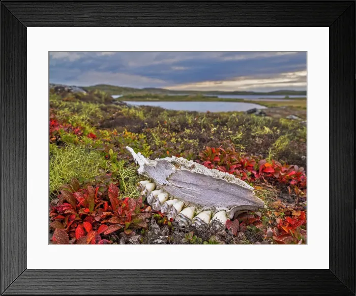 Framed Print : Remnants of a jaw bone from a Caribou on the tundra in Nunavik, Quebec, Canada Framed Print : Remnants of a jaw bone from a Caribou on the tundra in Nunavik, Quebec, Canada