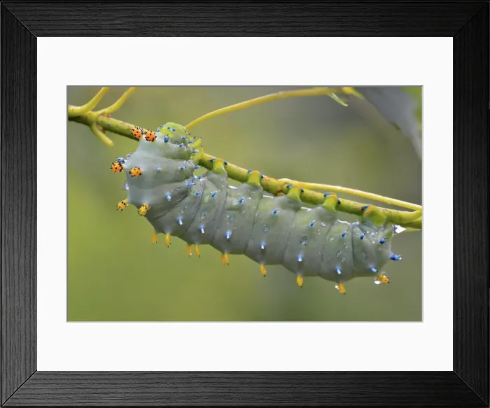 Framed Print : Cecropia moth (Hyalophora cecropia) Late instar caterpillar in Manitoba maple tree, Greater Sudbury (Lively), Ontario, Canada Framed Print : Cecropia moth (Hyalophora cecropia) Late instar caterpillar in Manitoba maple tree, Greater Sudbury (Lively), Ontario, Canada