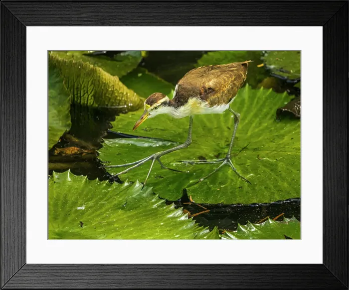 Framed Print : Northern Jacana (Jacana spinosa) juvenile, Turrialba, Cartago, Costa Rica Framed Print : Northern Jacana (Jacana spinosa) juvenile, Turrialba, Cartago, Costa Rica