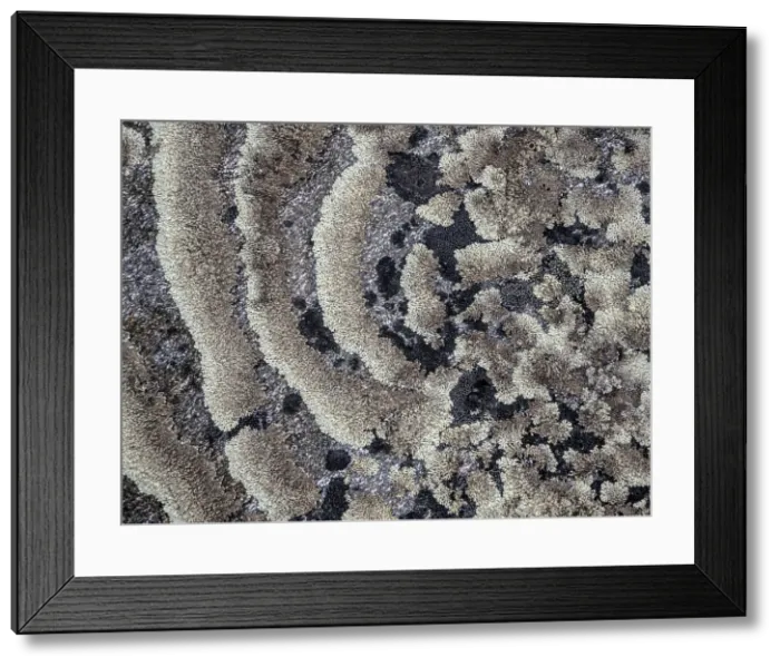 Framed Print : Lichen encrusted rock on the tundra in Nunavik, Quebec, Canada