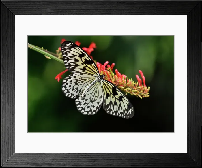Framed Print : Rice paper / Large tree nymph (Idea leuconoe), Niagara Butterfly Conservatory, Niagara Falls, Ontario, Canada Framed Print : Rice paper / Large tree nymph (Idea leuconoe), Niagara Butterfly Conservatory, Niagara Falls, Ontario, Canada