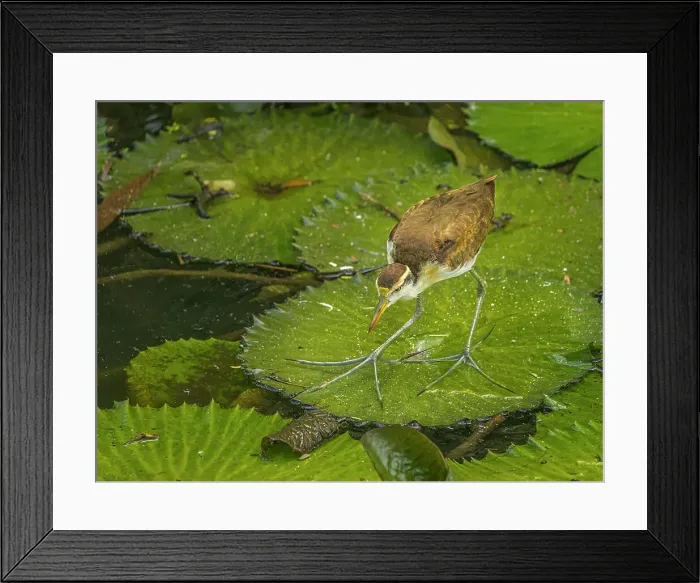 Framed Print : Northern Jacana (Jacana spinosa) juvenile, Turrialba, Cartago, Costa Rica Framed Print : Northern Jacana (Jacana spinosa) juvenile, Turrialba, Cartago, Costa Rica
