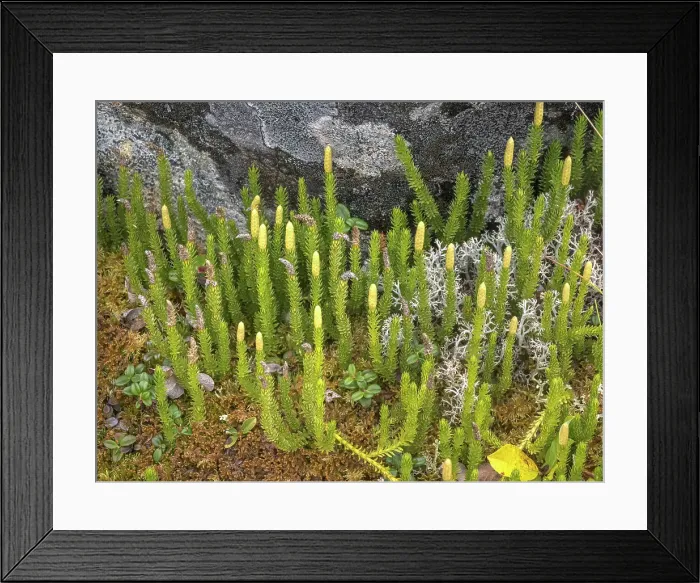Framed Print : Club Moss on the tundra in Nunavik, Quebec, Canada Framed Print : Club Moss on the tundra in Nunavik, Quebec, Canada