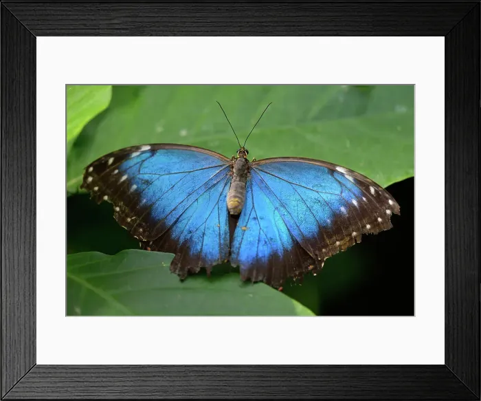 Framed Print : Blue Morpho (Morpho peleides), Niagara Butterfly Conservatory, Niagara Falls, Ontario, Canada Framed Print : Blue Morpho (Morpho peleides), Niagara Butterfly Conservatory, Niagara Falls, Ontario, Canada