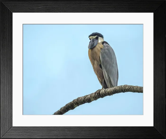 Framed Print : Boat-billed Heron (Cochlearius cochlearius), Turrialba, Costa Rica