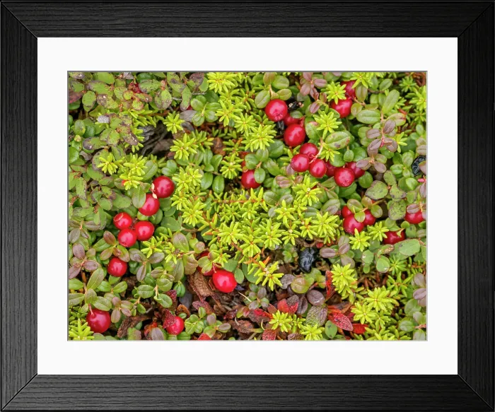 Framed Print : Wild Cranberries on the tundra in Nunavik, Quebec, Canada