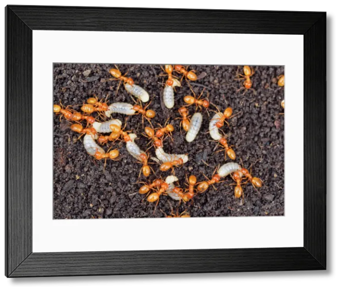 Framed Print : Golden ant / Garden ant (Lasius spp.) Worker ants tending to their young after their nest was uncovered, Greater Sudbury (Lively), Ontario, Canada Framed Print : Golden ant / Garden ant (Lasius spp.) Worker ants tending to their young after their nest was uncovered, Greater Sudbury (Lively), Ontario, Canada