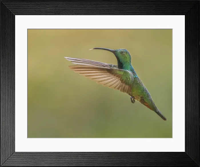 Framed Print : Green-breasted Mango (Anthracothorax prevostii) male, Turrialba, Cartago, Costa Rica Framed Print : Green-breasted Mango (Anthracothorax prevostii) male, Turrialba, Cartago, Costa Rica