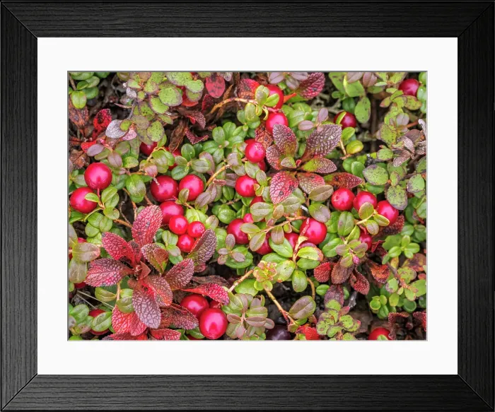 Framed Print : Wild Cranberries on the tundra in Nunavik, Quebec, Canada Framed Print : Wild Cranberries on the tundra in Nunavik, Quebec, Canada