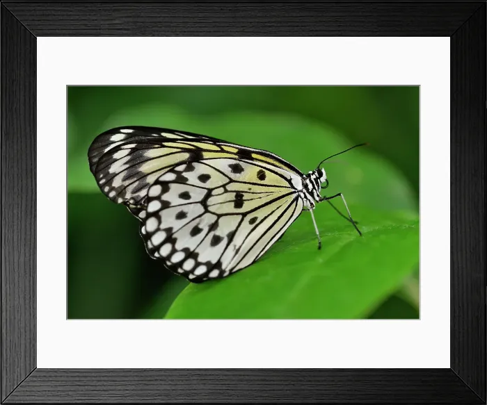 Framed Print : Rice paper / Large tree nymph (Idea leuconoe), Niagara Butterfly Conservatory, Niagara Falls, Ontario, Canada Framed Print : Rice paper / Large tree nymph (Idea leuconoe), Niagara Butterfly Conservatory, Niagara Falls, Ontario, Canada