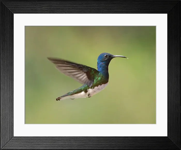 Framed Print : White-necked Jacobin (Florisuga mellivora) male, Turrialba, Cartago, Costa Rica Framed Print : White-necked Jacobin (Florisuga mellivora) male, Turrialba, Cartago, Costa Rica