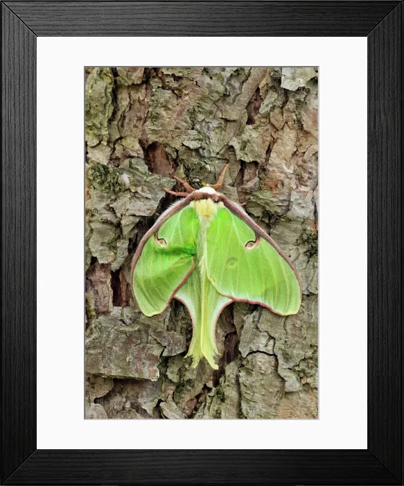 Framed Print : Luna moth (Actias luna) Aging specimen, Greater Sudbury (Lively), Ontario, Canada