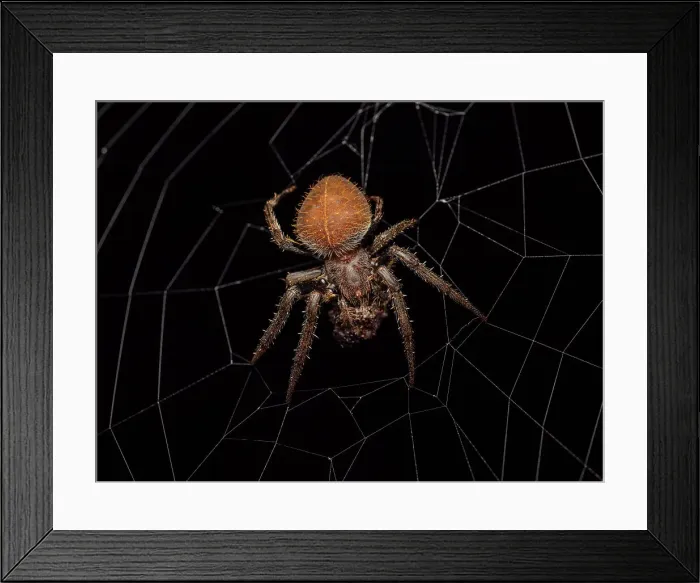 Framed Print : Orbweaver Spider, Turrialba, Cartago, Costa Rica Framed Print : Orbweaver Spider, Turrialba, Cartago, Costa Rica