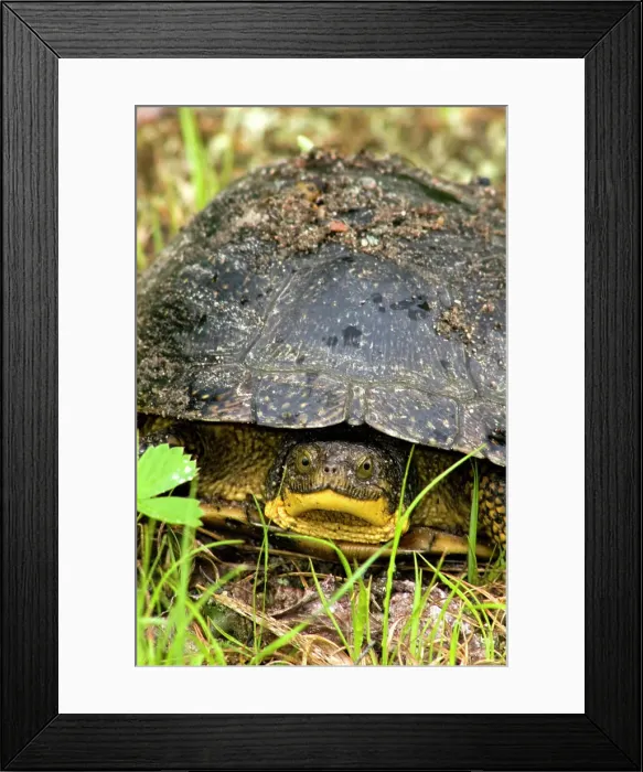 Framed Print : Blandings turtle Emydoidea blandingi Wandering female looking for nesting site in gravel, Ontario, Canada Framed Print : Blandings turtle Emydoidea blandingi Wandering female looking for nesting site in gravel, Ontario, Canada