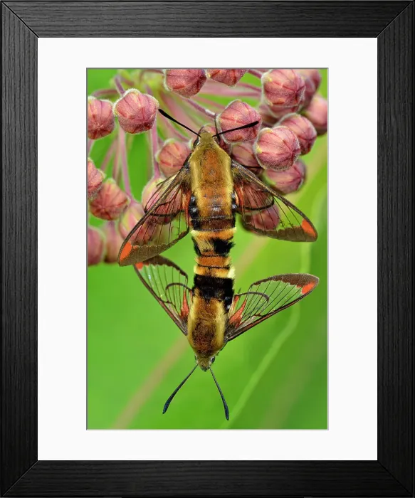 Framed Print : Hummingbird moth (Hemaris thysbe) Mating individuals, Greater Sudbury (Lively), Ontario, Canada Framed Print : Hummingbird moth (Hemaris thysbe) Mating individuals, Greater Sudbury (Lively), Ontario, Canada