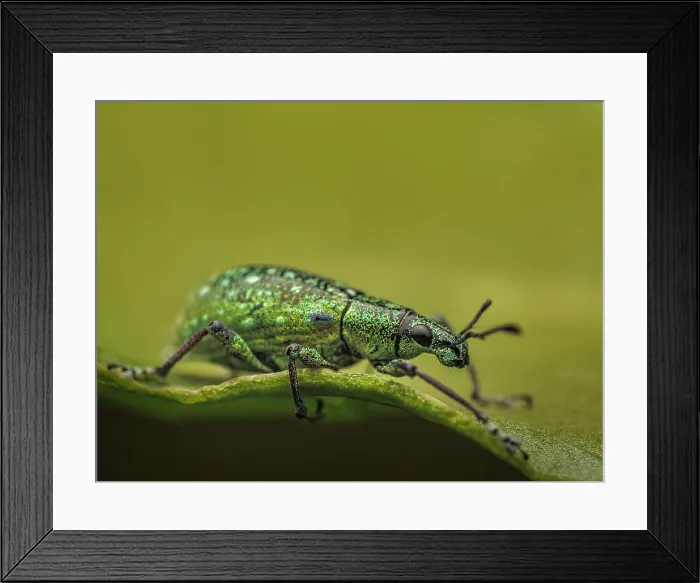Framed Print : Weevil (Snout Beetle), Turrialba, Cartago, Costa Rica Framed Print : Weevil (Snout Beetle), Turrialba, Cartago, Costa Rica