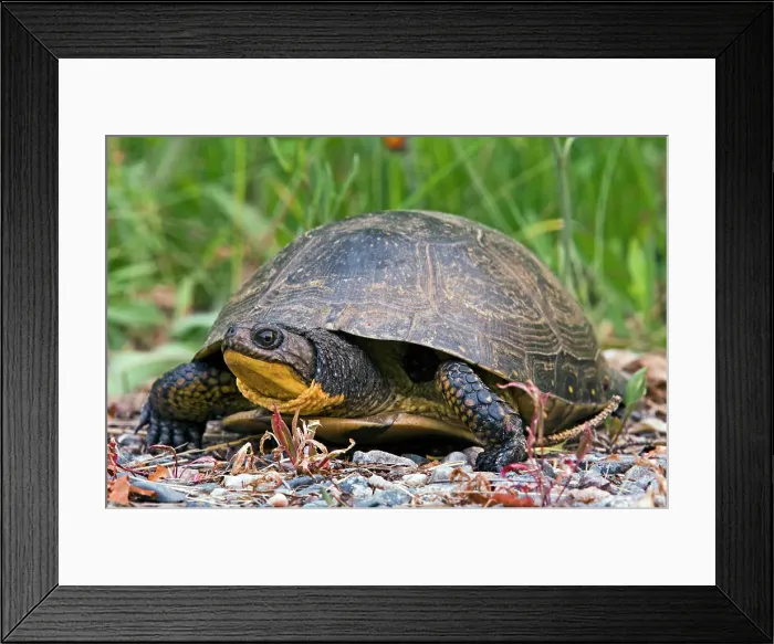 Framed Print : Blandings turtle, Emydoidea blandingi. Wandering female looking for nesting site in gravel, Lively, Ontario, Canada Framed Print : Blandings turtle, Emydoidea blandingi. Wandering female looking for nesting site in gravel, Lively, Ontario, Canada