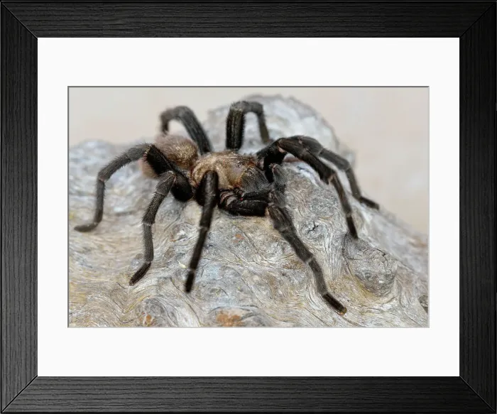 Framed Print : Texas Brown tarantula (Aphonopelma hentzi), Rio Grande City, Texas, Canada
