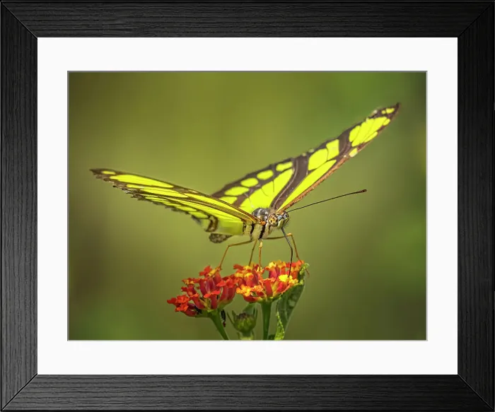 Framed Print : Green and Black Malachite (Siproeta stelenes), Turrialba, Costa Rica Framed Print : Green and Black Malachite (Siproeta stelenes), Turrialba, Costa Rica