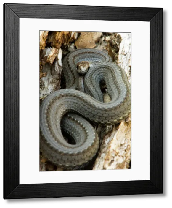 Framed Print : Red-bellied snake, Storeria occipitomaculata, Lively, Ontario, Canada Framed Print : Red-bellied snake, Storeria occipitomaculata, Lively, Ontario, Canada
