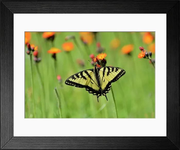 Framed Print : Canadian tiger swallowtail (Papilio Canadensis) Nectaring orange hawkweed, Greater Sudbury, Ontario, Canada