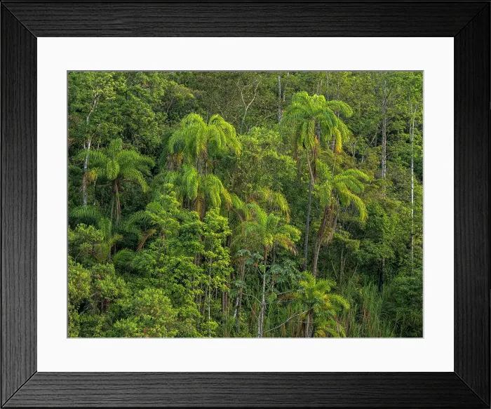Framed Print : Forest scene from Turrialba, Cartago, Costa Rica Framed Print : Forest scene from Turrialba, Cartago, Costa Rica