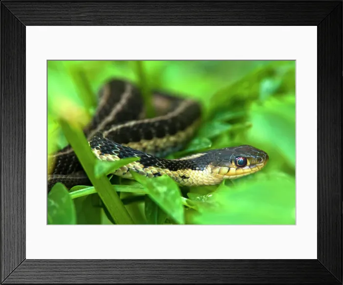Framed Print : Eastern garter snake (Thamnophis sirtalis) in garden vegetation, Lively, Ontario, Canada Framed Print : Eastern garter snake (Thamnophis sirtalis) in garden vegetation, Lively, Ontario, Canada