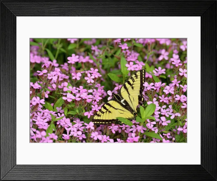 Framed Print : Canadian tiger swallowtail (Papilio Canadensis) Nectaring garden flowers, Greater Sudbury, Ontario, Canada Framed Print : Canadian tiger swallowtail (Papilio Canadensis) Nectaring garden flowers, Greater Sudbury, Ontario, Canada