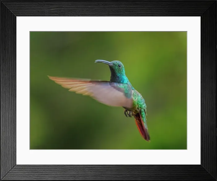 Framed Print : Green-breasted Mango (Anthracothorax prevostii) male, Turrialba, Cartago, Costa Rica Framed Print : Green-breasted Mango (Anthracothorax prevostii) male, Turrialba, Cartago, Costa Rica