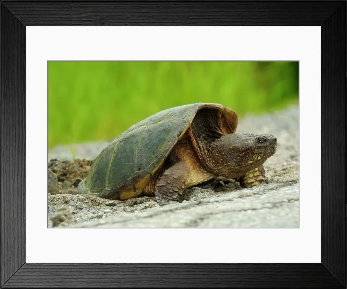 Framed Print : Snapping turtle (Chelydra serpentina) Female laying eggs in roadside gravel, Greater Sudbury, Ontario, Canada Framed Print : Snapping turtle (Chelydra serpentina) Female laying eggs in roadside gravel, Greater Sudbury, Ontario, Canada