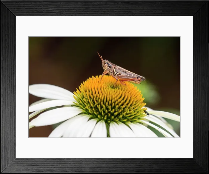 Framed Print : Grasshopper resting on garden daisy, Greater Sudbury, Ontario, Canada Framed Print : Grasshopper resting on garden daisy, Greater Sudbury, Ontario, Canada
