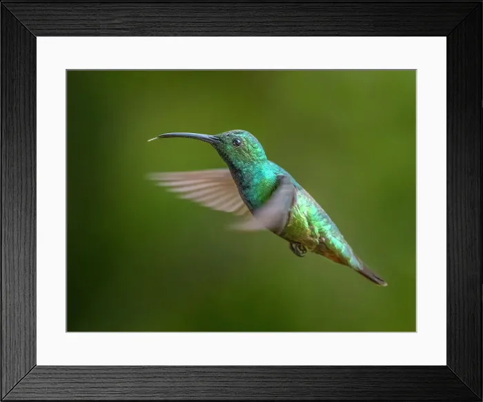 Framed Print : Green-breasted Mango (Anthracothorax prevostii) male, Turrialba, Cartago, Costa Rica