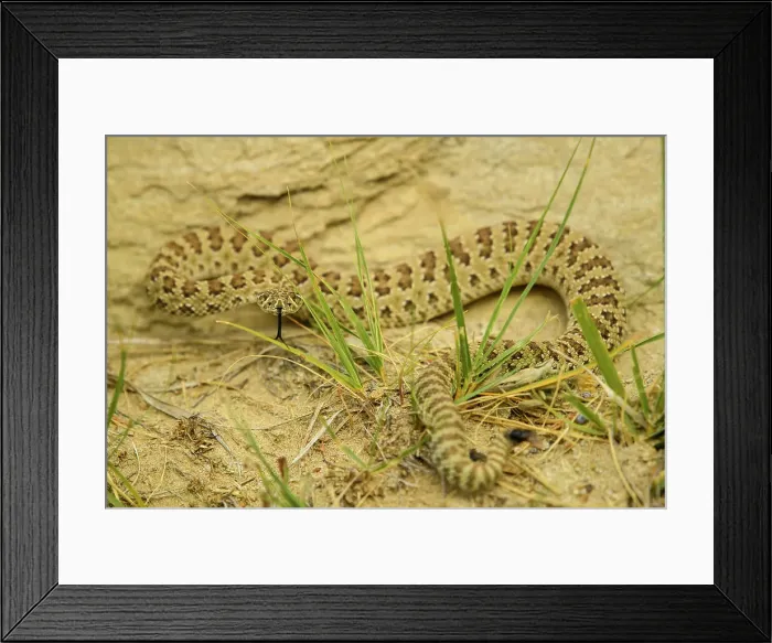 Framed Print : Prairie rattlesnake (Crotalus viridis viridis), Writing on Stone Provincial Park, Alberta, Canada Framed Print : Prairie rattlesnake (Crotalus viridis viridis), Writing on Stone Provincial Park, Alberta, Canada
