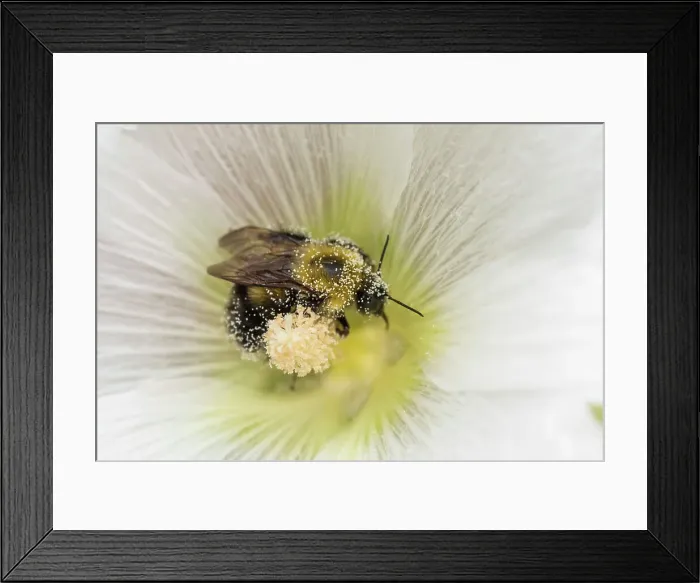 Framed Print : Bumblebeee foraging for nectar and pollen in garden flower, Greater Sudbury, Ontario, Canada Framed Print : Bumblebeee foraging for nectar and pollen in garden flower, Greater Sudbury, Ontario, Canada