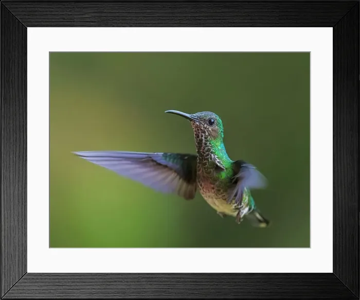 Framed Print : White-necked Jacobin (Florisuga mellivora) female, Turrialba, Cartago, Costa Rica Framed Print : White-necked Jacobin (Florisuga mellivora) female, Turrialba, Cartago, Costa Rica